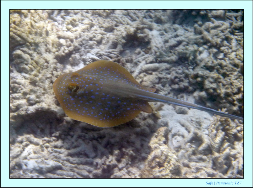 2009   07   Perhentians 017